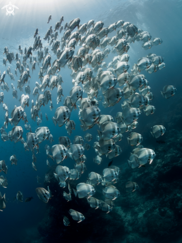 A Platax teira | Longfin Batfish