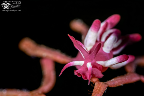 A Nakamoto Okenia