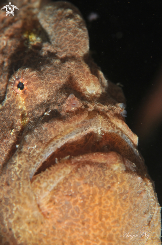 A Giant Frogfish