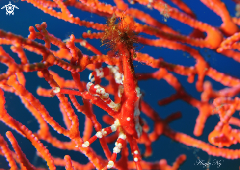 A Gorgonian Spider Crab