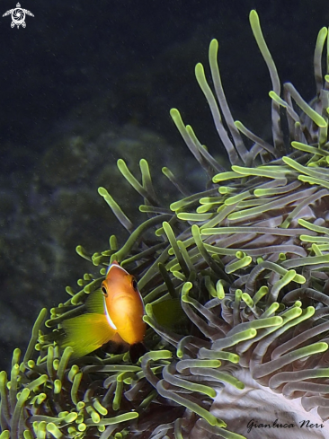 A Clownfish