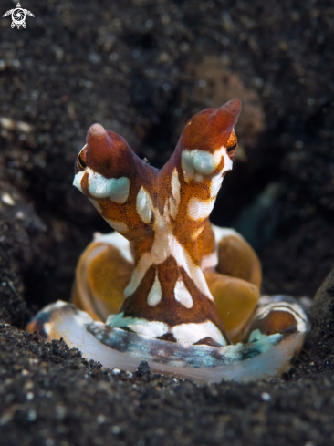A Wunderpus Oktopus