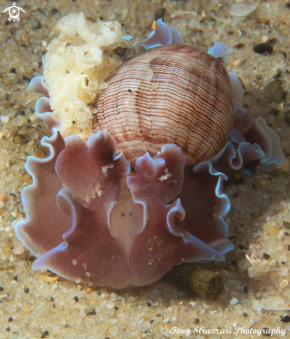 A Hydatina physis | Rose Petal Bubble