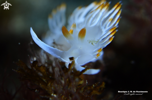 A Nudibranch