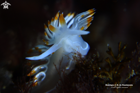 A Flabelina babai | Nudibranch