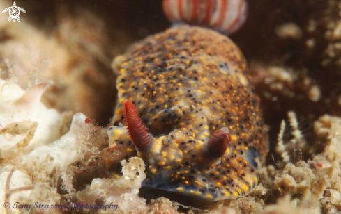 A Hypselodoris obscura | Obscure Hypselodoris