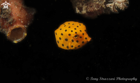 A Yellow Boxfish