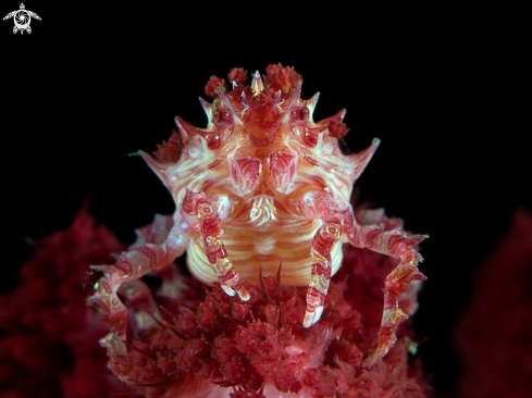 A Red soft coral crab