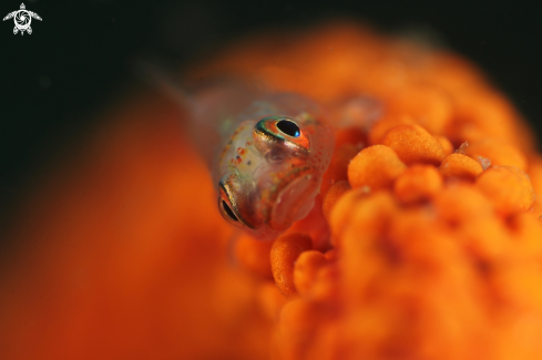 A goby