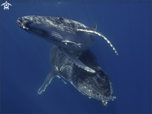 A humpback whale