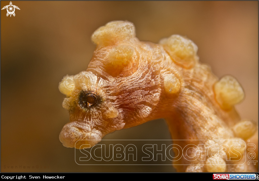 A pygmi seahorse