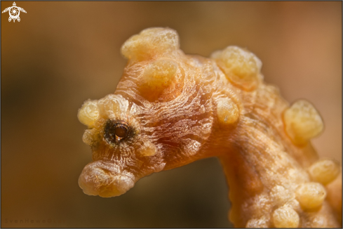 A pygmi seahorse