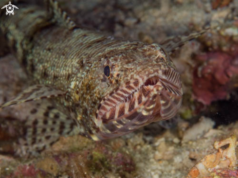 A Variegated LIzardfish