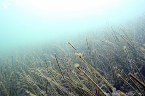 A Zostera capricorni | Ribbon weed