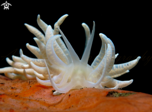 A phyllodesmium iriomotense  | nudibranch 