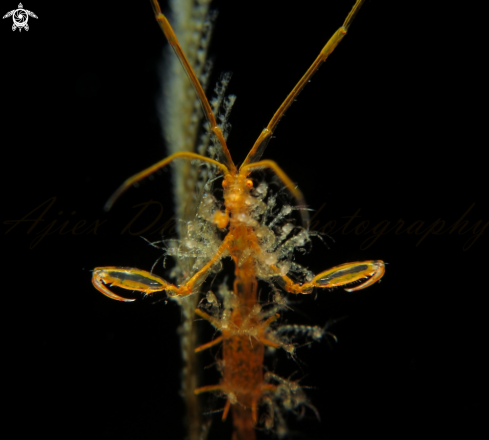 A caprella sp  | skeleton shrimp 