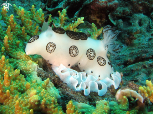 A underwater creature
