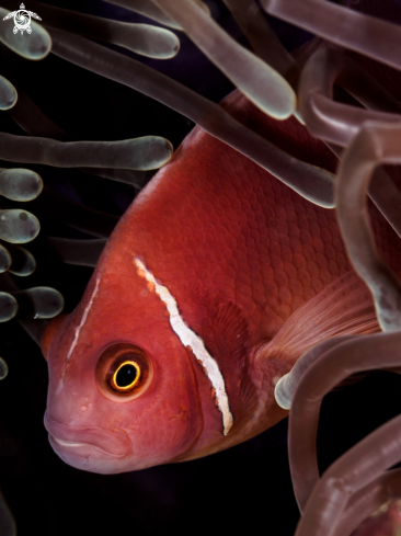 A Amphiprion perideraion | Pink Anemonefish