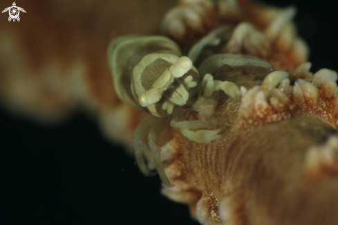 A whip coral shrimp