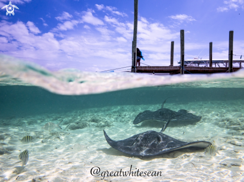 A Stingray