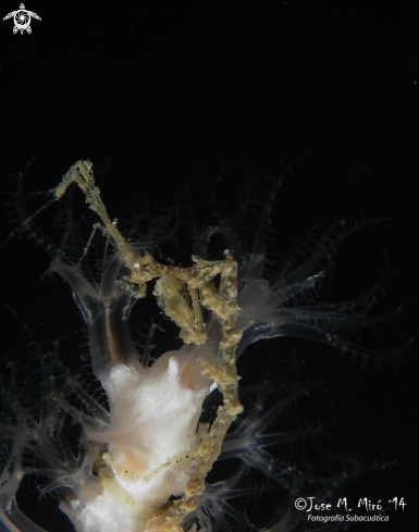 A Skeleton Shrimp