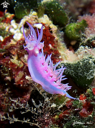 A Flabellina