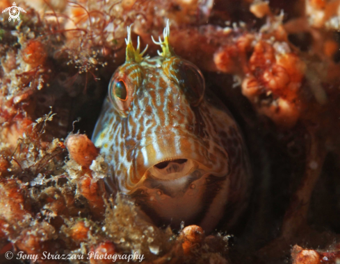 A Parablennius intermedius | Horned blenny