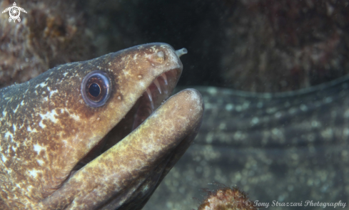 A Gymnothorax prionodon | Saw tooth moray