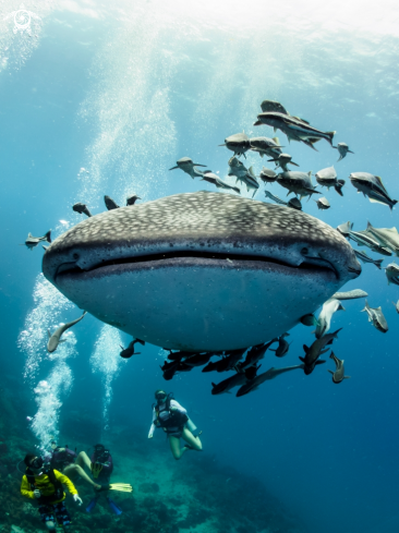 A Rhincodon typus | Whale Shark