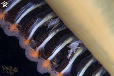A Crabs on the sea pen