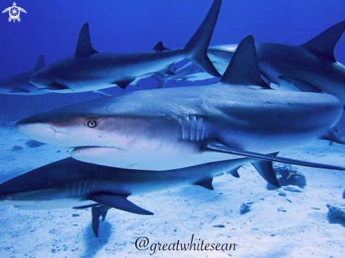 A Carcharhinus Perezi | Caribbean Reef Shark