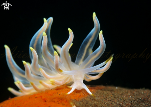 A nudibranch 