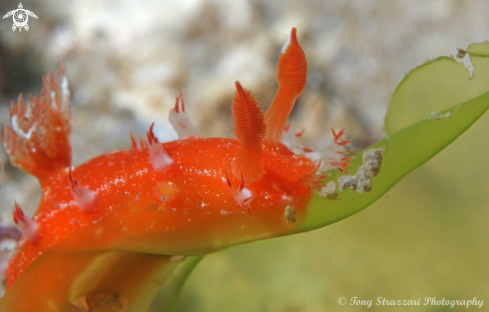 A Kaloplocamus acutus | Spiky Kaloplocamus