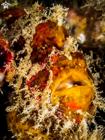 A Antennarius sp. | Frogfish