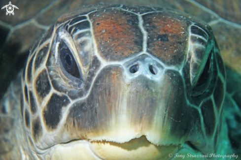 A Green turtle