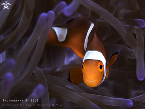 A Clown anemonefish