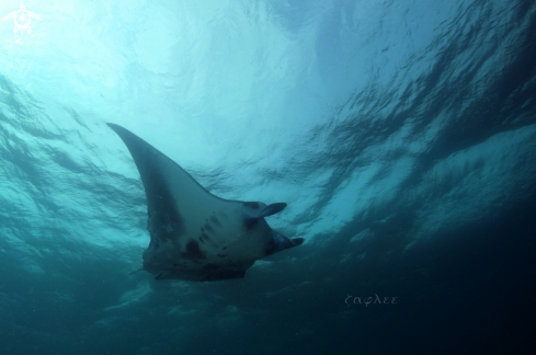 A Manta Ray