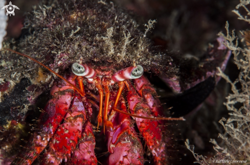 A underwater creature