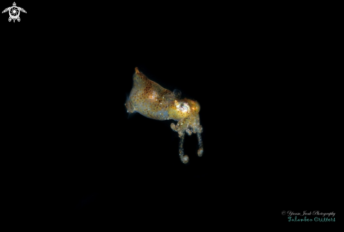A Pygmy squid
