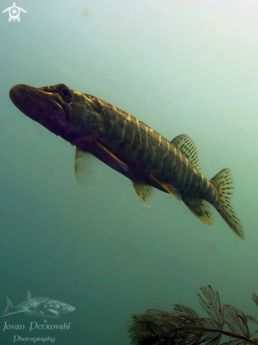 A  Esox lucius | Štuka / Pike