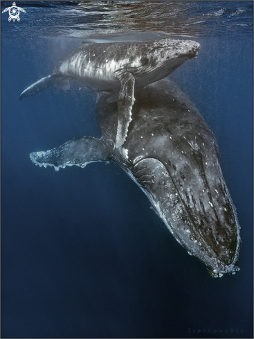 A humpback whale