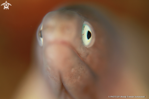 A greyface moray eel.