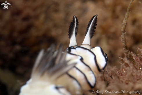 A Doriprismatica atromarginata | Black-Margined Glossodoris
