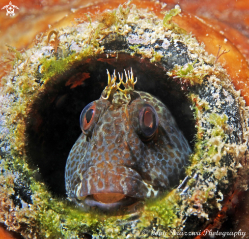 A Parablennius intermedius | Horned blenny