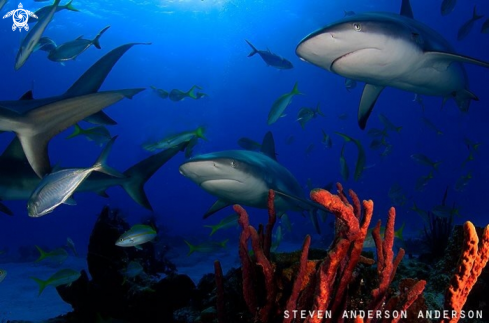 A Reef Sharks