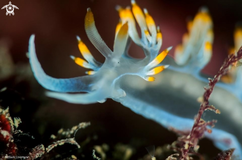 A Flabellina Babai | 