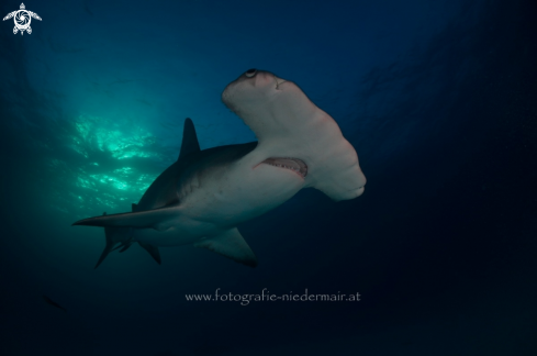 A Sphyrna mokarran | Big Hammerhead 