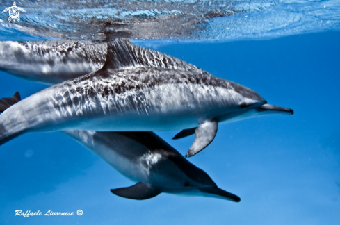 A Dolphins