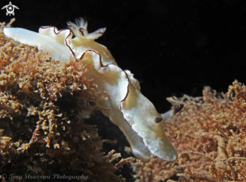 A Glossodoris angasi | Angas's Glossodoris
