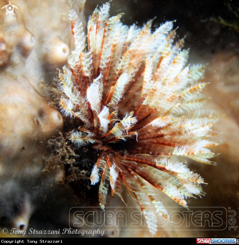 A Featherduster worm